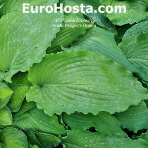 Hosta Dragon's Dream