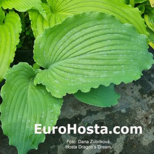Hosta Dragon's Dream