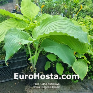 Hosta Dragon's Dream