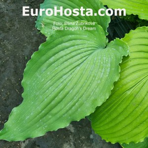 Hosta Dragon's Dream