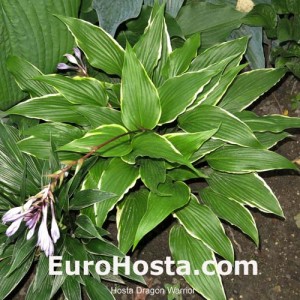 Hosta Dragon Warrior