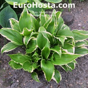 Hosta Dragon Warrior