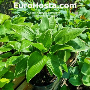 Hosta Dragon Warrior