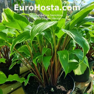 Hosta Dragon Warrior