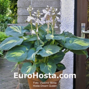 Hosta Dream Queen