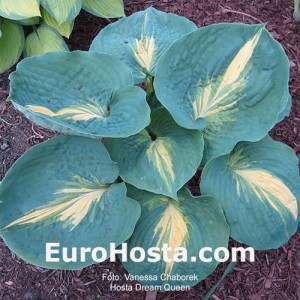 Hosta Dream Queen