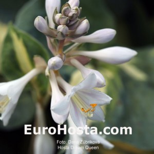 Hosta Dream Queen - Eurohosta