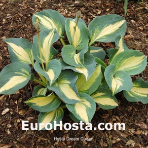 Hosta Dream Queen