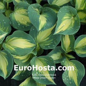 Hosta Dream Queen - Eurohosta