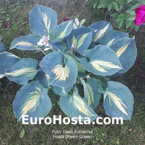 Hosta Dream Queen