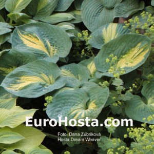 Hosta Dream Weaver - Eurohosta