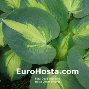 Hosta Dream Weaver - Eurohosta