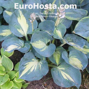 Hosta Dream Weaver - Eurohosta