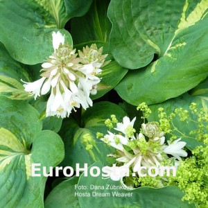 Hosta Dream Weaver - Eurohosta