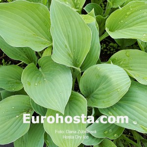 Hosta Dry Ice