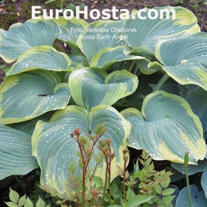 Hosta Earth Angel - Eurohosta