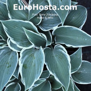 Hosta El Nino - Eurohosta