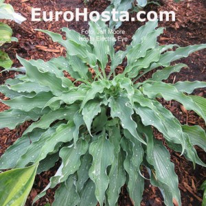 Hosta Electric Eve