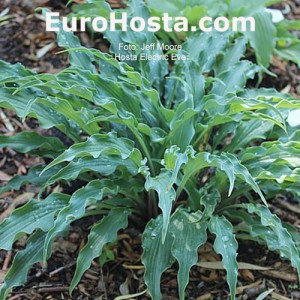 Hosta Electric Eve