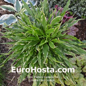 Hosta Electrocution - Eurohosta