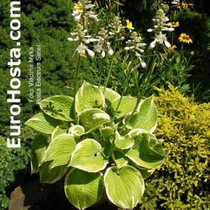 Hosta Electrum Stater