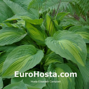 Hosta Elizabeth Campbell