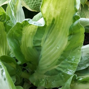 Hosta Embroidery