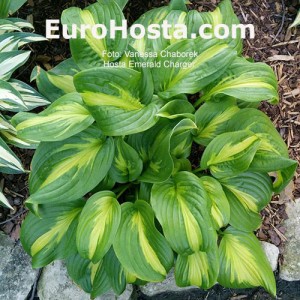 Hosta-Emerald-Charger-Eurohosta