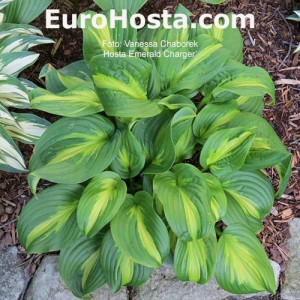 Hosta-Emerald-Charger-Eurohosta