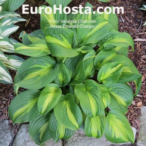 Hosta-Emerald-Charger-Eurohosta