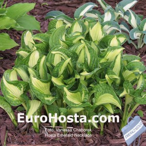 Hosta Emerald Necklace