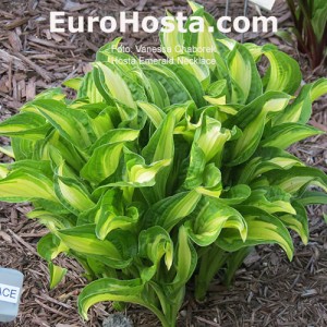 Hosta Emerald Necklace