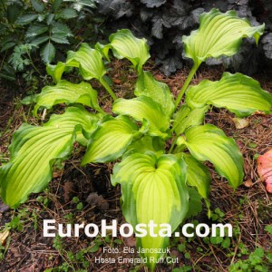 Hosta Emerald Ruff Cut - Eurohosta