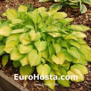 Hosta Emerald Tiara