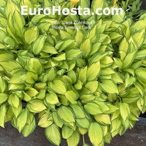 Hosta Emerald Tiara