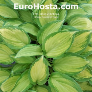 Hosta Emerald Tiara