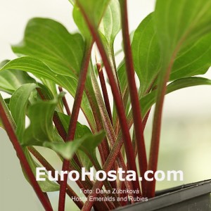 Hosta Emeralds and Rubies - Eurohosta