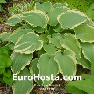 Hosta Emma