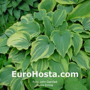 Hosta Emma