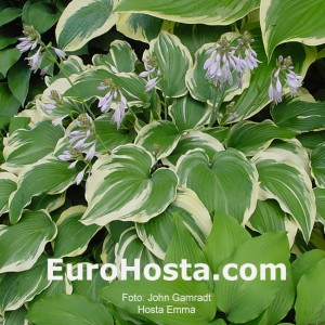 Hosta Emma