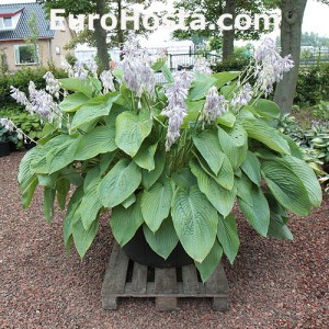 Hosta Empress Wu - Eurohosta