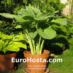 Hosta Empress Wu - Eurohosta