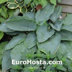 Hosta Empress Wu - Eurohosta