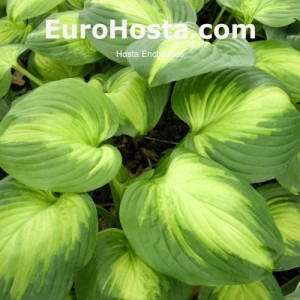 Hosta Enchilades