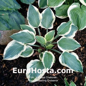 Hosta Endearing Endeavor