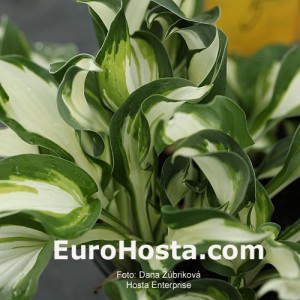 Hosta Enterprise - Eurohosta