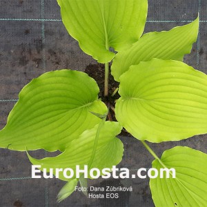 Hosta Eos