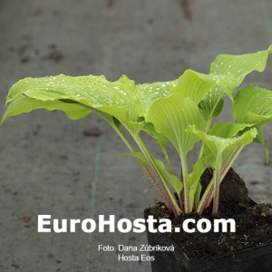 Hosta Eos