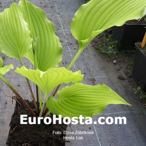 Hosta Eos