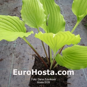 Hosta Eos